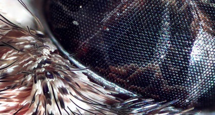 Von der Natur abgeschaut: Display-Reflektionen vermeiden