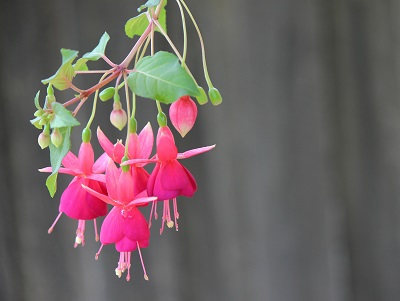 Neues Google Betriebssystem Fuchsia